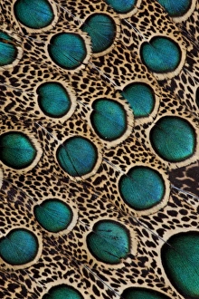 Images Dated 4th April 2010: Malay Peacock Pheasant feathers with blue circles