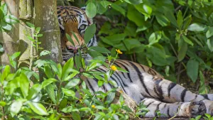 Predatory Prints: A Malayan tiger maintains a restful vigil