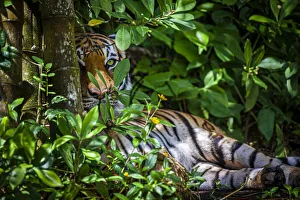 Images Dated 31st August 2020: A Malayan tiger maintains a restful vigil