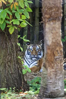 Images Dated 31st August 2020: A Malayan tiger maintains a restful vigil
