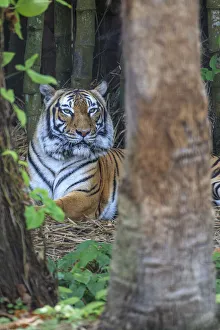 Images Dated 8th December 2020: A Malayan tiger maintains a restful vigil