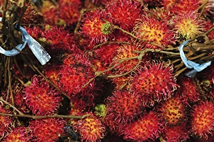 Anthony Asael Prints: Malaysia, Borneo, Semporna, red ramboutan