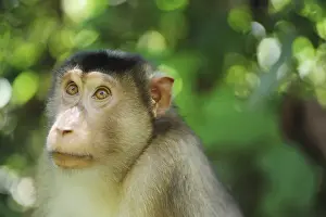 Rainforest Prints: Malaysia, Borneo, Sepilok, close up of Southern Pig-tailed Macaque (Macaca nemestrina)
