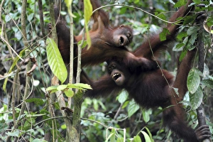 Images Dated 2nd June 2010: Malaysia, Borneo, Sepilok, Orangutan in the rainforest