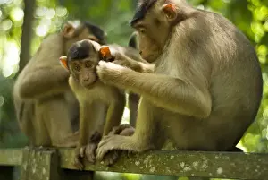 Images Dated 2nd June 2010: Malaysia, Borneo, Sepilok, Southern Pig-tailed Macaque (Macaca nemestrina) adult female with baby