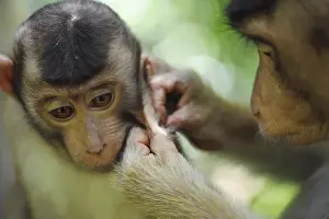 Anthony Asael Prints: Malaysia, Borneo, Sepilok, Southern Pig-tailed Macaque (Macaca nemestrina) adult female with baby