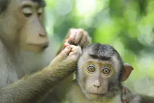 Images Dated 2nd June 2010: Malaysia, Borneo, Sepilok, Southern Pig-tailed Macaque (Macaca nemestrina) adult female with baby