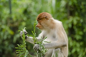Images Dated 7th March 2012: Malaysia, Island of Borneo, Sabah