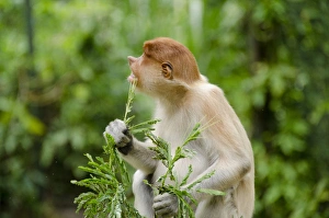 Images Dated 7th March 2012: Malaysia, Island of Borneo, Sabah