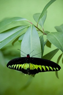 Images Dated 13th January 2011: Malaysia, Island of Penang, Penang Butterfly Farm. Rajah Brookes Birdwing, Malaysia s