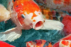 Malaysia, Malacca (Melaka). Close-up of koi fish