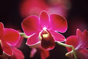 Malaysia Prints: Malaysia, Orchid
