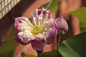 Pollen Prints: Malaysia, Penang. Close-up shot of opening double-petal lotus flower