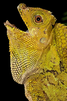Images Dated 11th July 2011: Malaysian Crested Dragon Lizard, Goniocephalus chameleontinus, Native to Indonesia