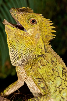 Images Dated 11th July 2011: Malaysian Crested Dragon Lizard, Goniocephalus chameleontinus, Native to Indonesia