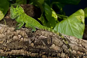 Malaysian Crested Dragon Lizard Goniocephalus doriae Native to Malaysia