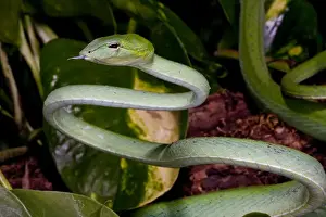 Malaysia Prints: Malaysian Long Nose Vine Snake Ahaetulla prasinus Native to Malaysia