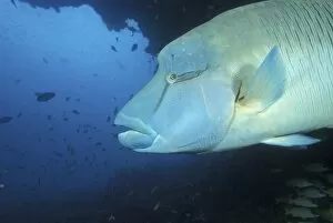 Maldives, Napoleanfish (Chelinus undulatus)