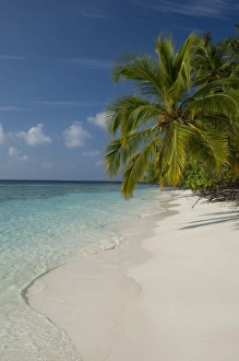 Images Dated 2nd January 2011: Maldives, North Male Atoll, Island of Kuda Bandos. Palm trees on white sand beach