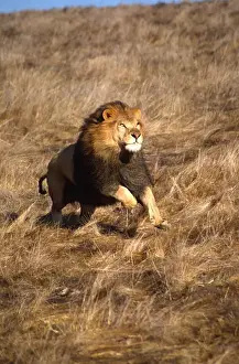 Lion Prints: Male African Lion Running Panthera leo Native to Africa (Movie Animal)