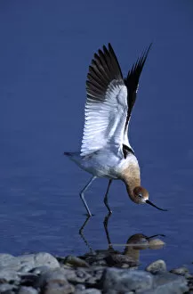 Images Dated 13th December 2004: A male American Avocet, Recurvirostra americana, in a salt water pool on Antelope