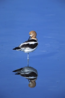 Images Dated 13th December 2004: A male American Avocet, Recurvirostra americana, in a salt water pool on Antelope