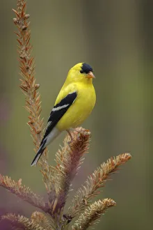 Images Dated 29th July 2020: Male American Goldfinch in breeding plumage, Michigan