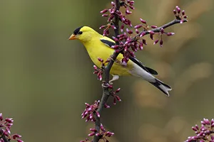 Images Dated 29th July 2020: Male American Goldfinch in breeding plumage, Michigan