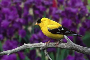 Song Bird Prints: Male, American Goldfinch in summer plumage, Carduelis tristis