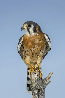 Falcon Prints: Male American Kestrel