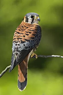 Male American Kestrel, Falco sparverius