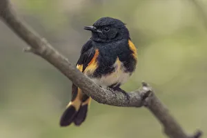 Migrating Prints: Male American redstart, Ohio
