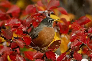 Male American Robin in Black Hawthorn (Crataegus douglasii), Grand Teton NP, Wyoming