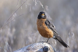 Images Dated 25th July 2005: A male American Robin (Turdus migratorius)