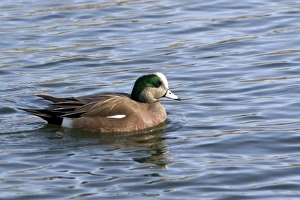 Wigeon Prints: Male American Wigeon in Boise, Idaho, USA
