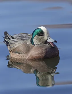 Images Dated 4th October 2021: Male American Wigeon in freshwater pond, New Mexico