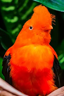 Male Andean cock-of-the-rock. National Bird of Peru