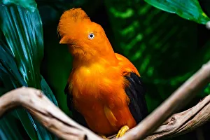 Plumage Prints: Male Andean cock-of-the-rock. National Bird of Peru