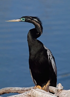 Images Dated 27th September 2005: Male Anhinga (Anhinga anhinga) in breeding plumage
