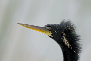 Male anhinga, Anhinga anhinga, Viera wetlands, Florida