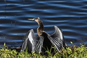 Mating Prints: A male Anhinga, drying with wings open, mating season, the eye is ringed green / blue