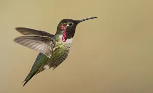 Images Dated 7th September 2021: Male annas hummingbird