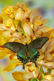 Male Asian swallowtail butterfly, Papilio bianor, on large golden cymbidium orchid