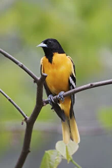 Images Dated 11th May 2004: Male Baltimore Oriole, Icterus galbula Male Baltimore Oriole, Icterus galbula