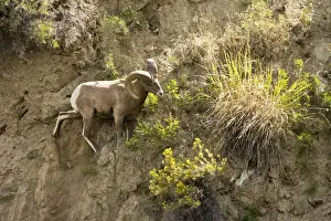 Images Dated 31st August 2015: Male Big Horn Sheep; Rescue Creek; Yellowstone National Park; Montana; USA