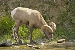 Muscular Prints: Male Bighorn Sheep; drinking; Gardner River; Rescue Creek Area; Yellowstone National