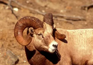 Curl Prints: Male Bighorn Sheep (ovis cacadensis) Close-up