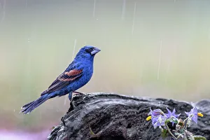 Migrating Prints: Male Blue grosbeak in the rain, Rio Grande Valley, Texas
