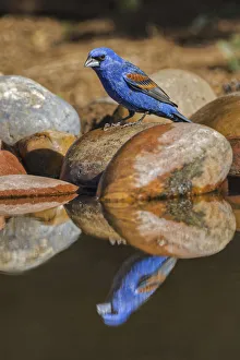 Bathing Prints: Male blue grosbeak on rocks along small pond. Rio Grande Valley, Texas