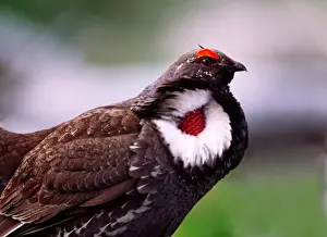 Mating Prints: Male Blue Grouse (Dendragapus obscurus) displaying. USA, Yellowstone National Park
